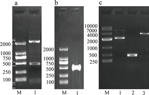how to improve gel electrophoresis results|Agarose Gel Electrophoresis .